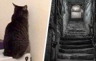 De kat staart dagenlang naar een muur in de woonkamer, hij maakt een opening en ontdekt een verborgen kelder
