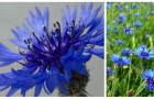 Scopri i fiordalisi: fiori dall'aspetto raffinato ma rustici e facili da coltivare