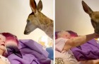 Oude vrouw die als kind dol was op Bambi, ontmoet voor het eerst een reekalf en laat haar droom uitkomen