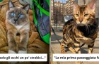 Gatti super star: 16 scatti che dimostrano come i felini siano dei perfetti top model
