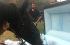 Das Pferd grüßt mit einem Kuss während der Beerdigung zum letzten Mal seinen Besitzer 