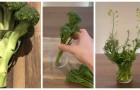 Vuoi una pianta che fiorisce per mesi con pochissime cure? Scopri come coltivare i broccoli