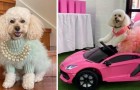 Coco, de meest verwende hond op internet: ze heeft een designergarderobe, kostbare juwelen en een kleine Lamborghini