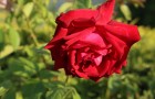 Come coltivare bellissime rose? Ti sveliamo le dritte più utili