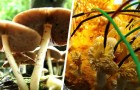 Selon une étude, les champignons pourraient se 