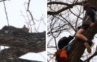 Si arrampica sull'albero per salvare un gatto ma arrivano i pompieri per salvare lui