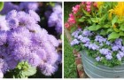 Una nuvola di spumosi fiori blu e lilla: scopri l'agerato, perfetto per aiuole e fioriere!