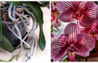 Les racines de vos orchidées poussent en dehors du pot ? Découvrez ce que vous devez faire