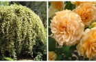 Splendide regine del giardino: scopri cinque rose vigorose e facili da coltivare!