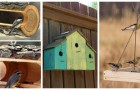 Casette e mangiatoie per uccelli: prova a costruirne con divertenti progetti fai-da-te!