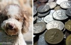 Cucciolo fiuta e dissotterra un tesoro da 6.000 sterline: 