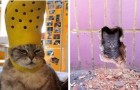 Gatti fuori contesto: 15 immagini di felini protagonisti indiscussi della scena che ti faranno sorridere