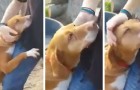 Un giornalista gira un servizio in un canile, ma un cane lo abbraccia e non lo lascia più andare: alla fine lo adotta