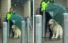 Una guardia giurata ripara un cane dalla pioggia con il suo ombrello, e il suo gesto si diffonde sul web