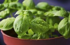 Impara a moltiplicare le piante di basilico per averne in quantità ogni volta che serve