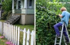 Neighbor cuts down the plants he believes are on his property, but discovers he was wrong: his is fined