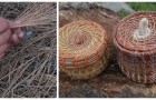 Non sai che fare del tappeto di aghi di pino in giardino? Puoi intrecciarli e farne un cestino