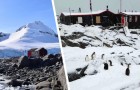 Le bureau de poste le plus reculé du monde recrute : les candidats s'occuperont également des pingouins (+VIDEO)