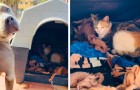 Un pitbull mette a disposizione la sua cuccia per una gattina randagia che deve partorire