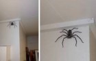 Ze vinden een gigantische spin in huis en laten haar waar ze zit: na 1 jaar is ze nu onderdeel van de familie