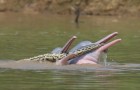 Forscher fangen die kuriose Begegnung zwischen zwei Delfinen und einer Anakonda ein: 
