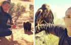 Man saves a bird of prey which then never leaves his side: 