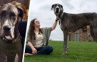 Zeus, de recordbrekende Duitse dog die de langste reu ter wereld is