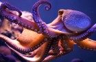 Kunnen octopussen buitenaardse wezens uit de ruimte zijn? Een studie suggereert het