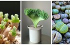 Piante succulente come sculture: scopri le varietà dalle forme più incredibili!