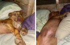 Coppia trova un cane sconosciuto nel proprio letto al risveglio: si era intrufolato per paura dei tuoni