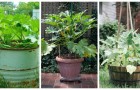 Non rinunciare a coltivare le zucchine per mancanza di spazio: puoi usare vasi e contenitori vari