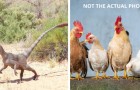 Team di ricerca riproduce zampe simili a quelle di un dinosauro sui polli grazie a una modifica genetica