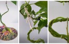 Una pianta di avocado come una scultura vivente: puoi crearla a partire dal seme