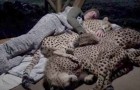 En man tar en tupplur tillsammans med tre geparder: denna överraskande video går runt på nätet