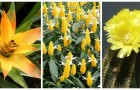 Allegre e solari: scopri 6 piante che producono fantastici fiori gialli