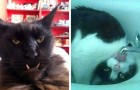 16 chats immortalisés par leurs maîtres dans les poses les plus bizarres et inquiétantes