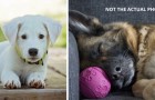 Längeres Leben für unsere Hunde? Ein Forschungsteam hat das erste Projekt gestartet, das dies ermöglichen soll