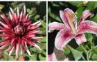 5 bulbi da piantare in primavera per godere di fantastici fiori in estate