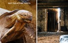 Une tortue disparaît de la maison, trente ans plus tard, elle est retrouvée dans le grenier : 