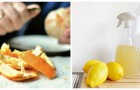 Scarti di cucina utili in giardino: usa in tanti modi naturali le scorze di limone o arancia!