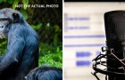Gli scimpanzé hanno un linguaggio più complesso e strutturato di quanto pensassimo: lo dice uno studio
