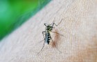 Lotta alle zanzare: hai provato questi metodi fai-da-te per liberartene?