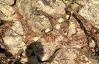 Vídeo de Cobras