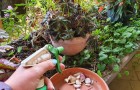 Aglio per piante sane: scopri come usarlo in giardino o nell'orto