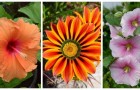 Prepara il giardino all'estate con fiori strepitosi dai colori vivaci!