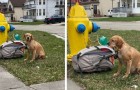 Sie finden einen an einem Hydranten angebundenen Hund mit einem herzzerreißenden Brief: Der kranke Besitzer kann ihn nicht mehr halten (+VIDEO)