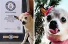 De oudste hond ter wereld heet Pebbels en is 22 jaar oud: dat zegt het Guinness Book of Records