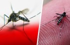 Le zanzare sono attirate dal colore rosso quando sentono il respiro umano: uno studio ci spiega perché