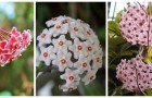 Entdecken Sie Hoya Carnosa, die unwiderstehliche Kletterpflanze mit Wachsblüten