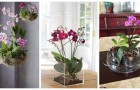 Fioriere per le tue orchidee: scegli quella che fa più al caso tuo